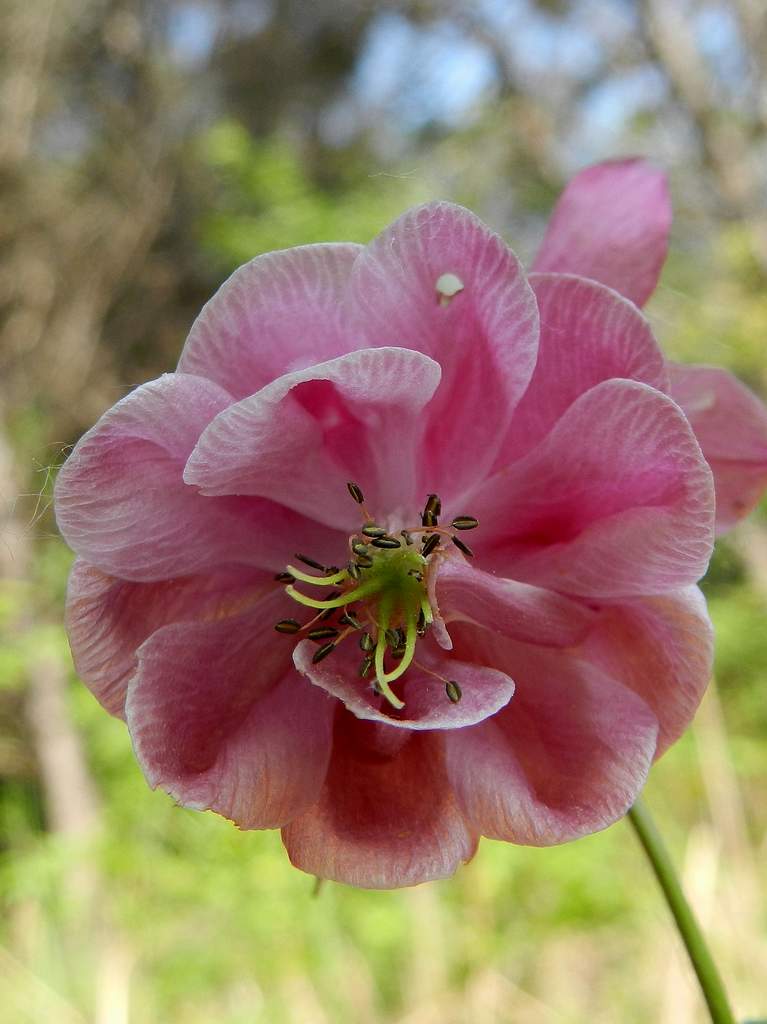 Aquilegia sp.